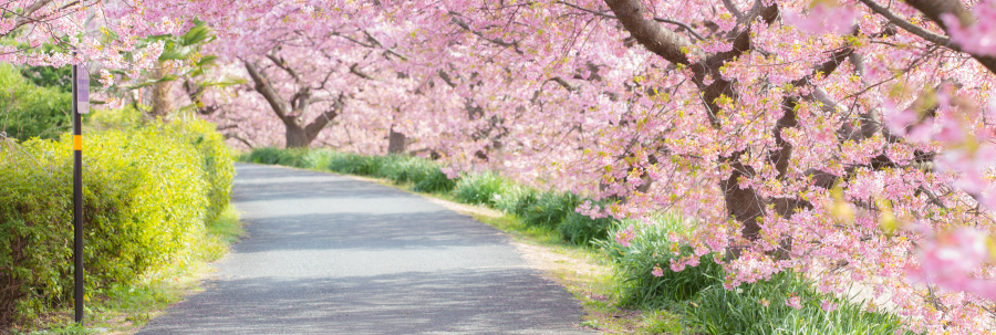 桜の通学路